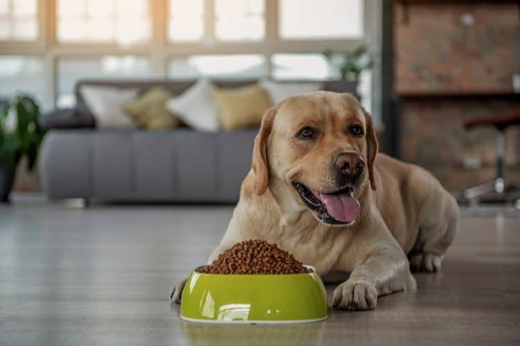 The pros of a raw food diet for dogs